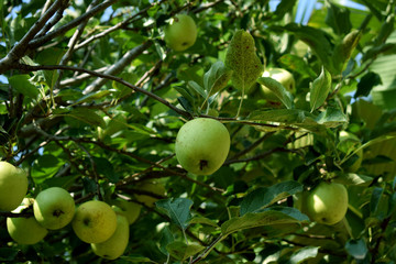 Green apples on a green apple tree