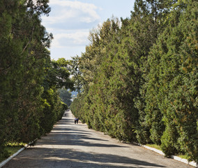 A wide alley between dense vegetation