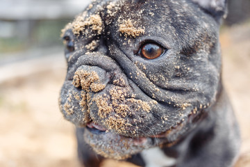 French bulldog digging in the sand, close up dog face