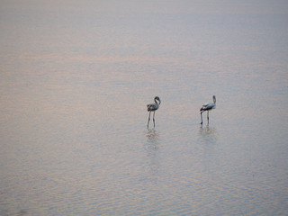 Shot of flamingos in a summer sunset at Granelli natural reserve park. Sicily, Italy