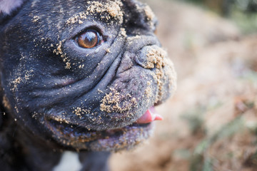 French bulldog digging in the sand, close up dog face