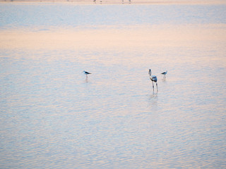 Shot of flamingos in a summer sunset at Granelli natural reserve park. Sicily, Italy