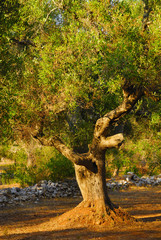 Ancient olive trees of Salento, Apulia, southern Italy