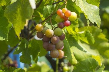 grapes on the vine