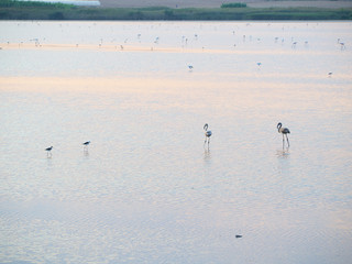 Shot of flamingos in a summer sunset at Granelli natural reserve park. Sicily, Italy