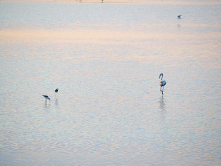 Shot of flamingos in a summer sunset at Granelli natural reserve park. Sicily, Italy