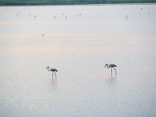 Shot of flamingos in a summer sunset at Granelli natural reserve park. Sicily, Italy