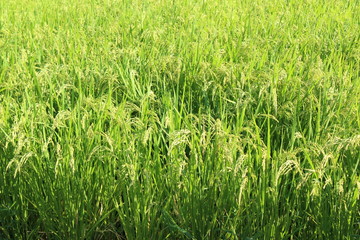 もうすぐ稲刈り