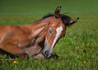 Sleepy Arabian foal on a pasture