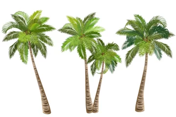Fotobehang Coconut palm tree (Cocos nucifera). Set of realistic vector illustrations on white background. © Татьяна Любимова