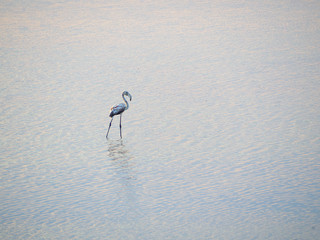 Shot of flamingos in a summer sunset at Granelli natural reserve park. Sicily, Italy