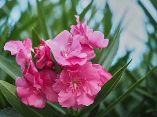 Macro shot of a pink flower