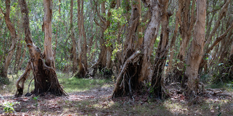 National primeval forest in Xuyen Moc District, Ba Ria Vung Tau Province, Vietnam in the dry season. The roots are exposed beautifully. This place is very suitable for making wedding photos.