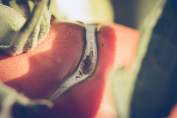 Tomate