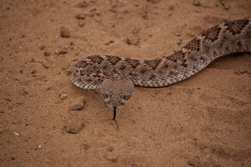 Close Up of Rattle Snake Head Over Sandy Ground