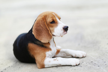 Portrait of beagle dog sitting on the car park outdoor.