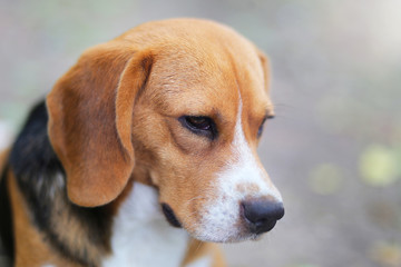 Beagle dog sits on the ground outdoor in the park.