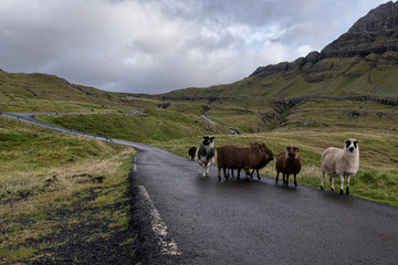 Fototapeta na wymiar herd of cows
