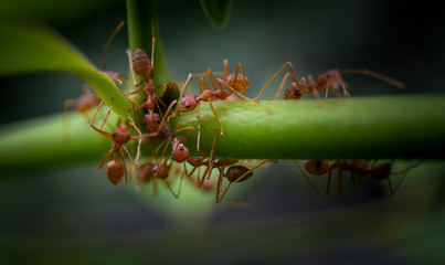 Red ant on green plant