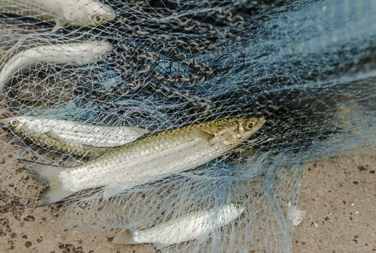 Mullet fish catch by net of fishermen.
