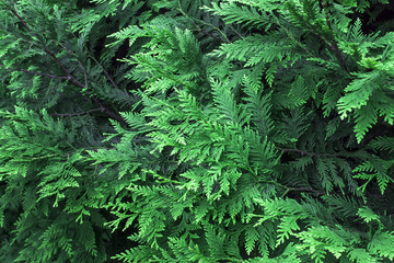 Beautiful green christmas leaves of Thuja trees. Thuja twig, Thuja occidentalis is an evergreen coniferous tree.