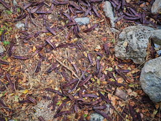 Shot of carrob fruits