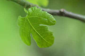 green leaf of treetop background