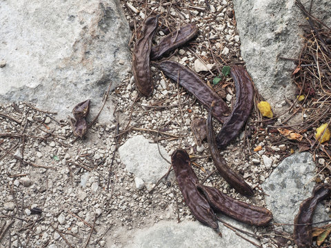 Shot of carrob fruits