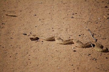 A Rattle Snake Basking in the Morning Sun on Sand