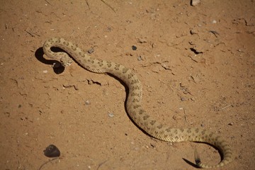 Fototapeta na wymiar Semi Coiled Rattle Snake Alert on Sand