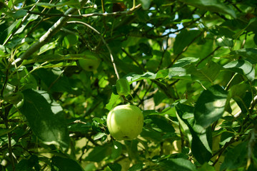 Green apples on a green apple tree