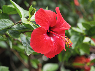 Shot o a red flower in a Sicilian garden