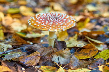 Мухомор