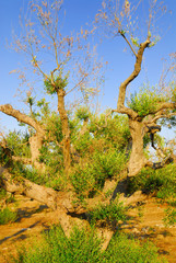 Ancient olive trees of Salento, Apulia, southern Italy