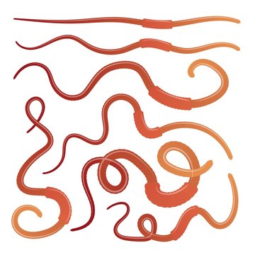 Set of earthworms in different positions on a white background. Isolated insects. Collection of dung worms. Vector illustration