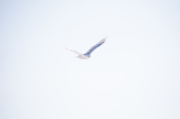 Snowy owl in flight, wingspan spread, over blue sky. Plenty of copy space