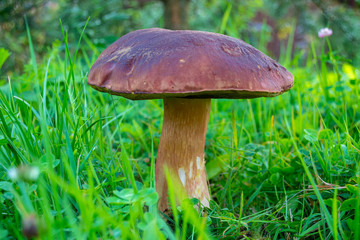 Wild porcini mushroom growing in a forest. Brown boletus edulis among the grass.