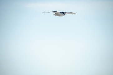 Snowy owl in flight, wingspan spread, over blue sky. Plenty of copy space