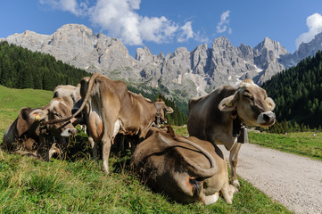 Trentino, mucche al pascolo