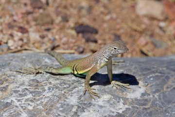 Greater Earless Lizard Basking on Rock on Sunny Day