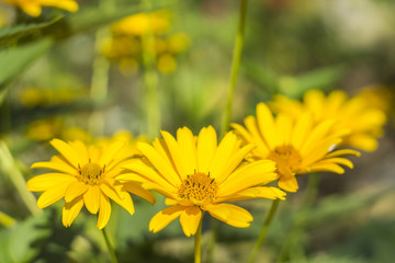 yellow flower