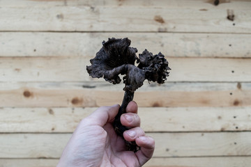 One fresh black Chanterelle (black trumpet) mushroom in the men's hand close-up on a wooden wall...