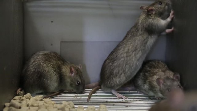 Rats in a cage 002 / Laboratory rats sit in a cage