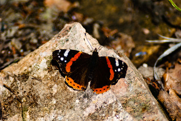 Farfalla colorata sulla pietra in montagna