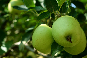 Green apples on a green apple tree