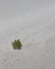 Small Green Bush and White Camouflaged Lizard Adapting to Harsh Unique Environment
