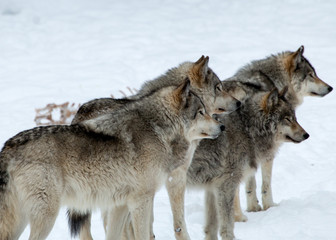 Fototapeta na wymiar Pack of Wolves