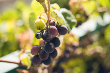 Grape Fruit Hanging On Vine With A Lot Of Leaves And Soft Focus