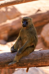 baboon