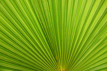Obraz premium Leaf of a tropical green palm closeup